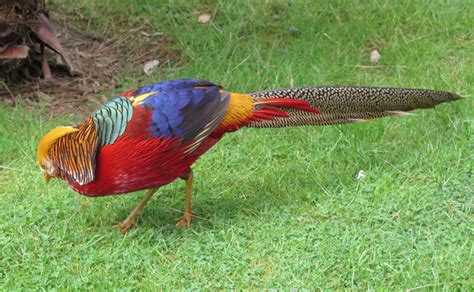 鳳凰是什麼鳥|最像鳳凰的三種鳥：第三種飛行時像白鳳，第二種被稱。